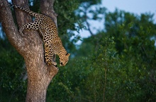 Sabi Sabi Private Game Reserve