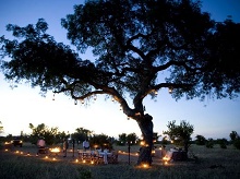 Ngala Private Game Reserve