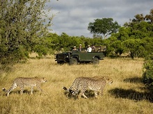 Ngala Tented Camp