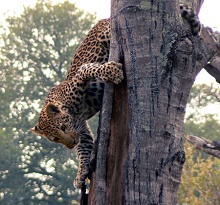 Edeni Private Game Reserve