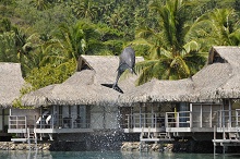 InterContinental Resort & Spa Moorea