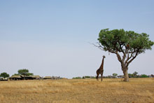 Singita Sabora Tented Camp