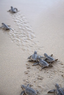 Shangri-La's Barr Al Jissah Resort & Spa – Al Bandar