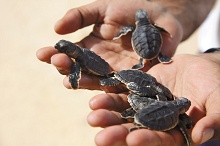 Shangri-La's Barr Al Jissah Resort & Spa – Al Bandar