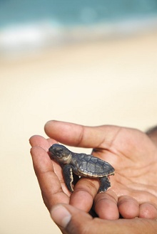 Shangri-La's Barr Al Jissah Resort & Spa – Al Husn