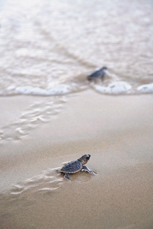 Shangri-La's Barr Al Jissah Resort & Spa – Al Waha