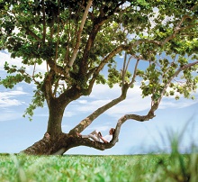 Shangri-La's Rasa Sayang Resort & Spa