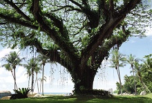 Shangri-La's Rasa Sayang Resort & Spa