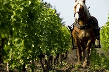 Les Sources de Caudalie