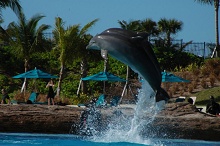 Atlantis Paradise Island Resort - The Cove Atlantis