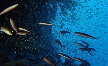 Oblu by Atmosphere at Helengeli(ex.Helengeli Island Resort)