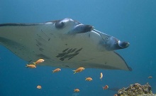 Oblu by Atmosphere at Helengeli(ex.Helengeli Island Resort)