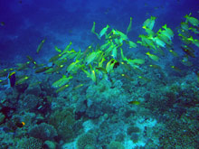 Bolifushi Island Resort & Spa