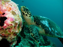 Eriyadu Island Resort