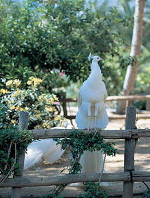 Eternal Oasis Hotel(ex.Capsis Elite Resort - Eternal Oasis)