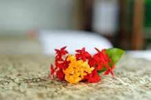 Maradiva Villas Resort & Spa