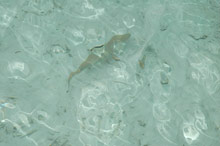 Shangri-La's Villingili Resort & Spa