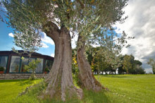 Relais Alla Corte del Sole