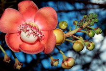 Сент-Винсент и Гренадины