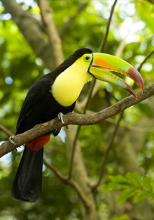 Тукан
