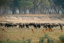 Национальный парк Южная Луангва