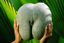 Сейшельские острова