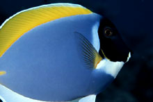 Сейшельские острова