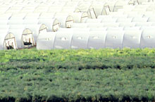 Так в пустыне Негев выращивают овощи