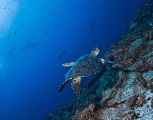 Остров Кокос