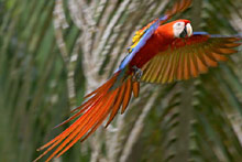 Полуостров Оса