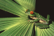 Полуостров Оса