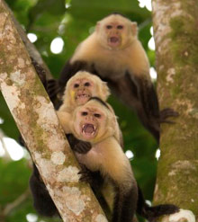 Полуостров Оса