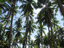 Остров Кокос