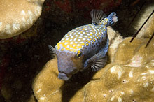 Остров Кокос