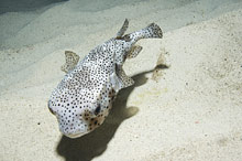 Остров Кокос