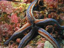 Остров Кокос