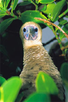 Остров Кокос